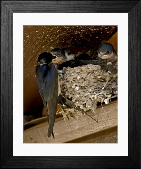 Framed Print : Barn swallow (Hirundo rustica) parent feeding a chick, Custer State Park Framed Print : Barn swallow (Hirundo rustica) parent feeding a chick, Custer State Park