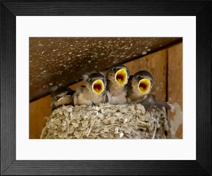 Framed Print : Four barn swallow (Hirundo rustica) chicks chirping, Custer State Park Framed Print : Four barn swallow (Hirundo rustica) chicks chirping, Custer State Park