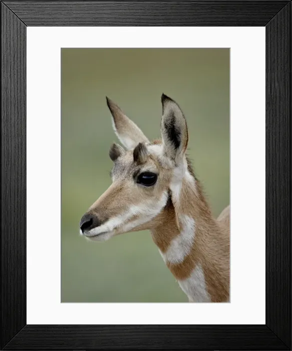 Framed Print : Young pronghorn (Antilocapra americana), Custer State Park, South Dakota Framed Print : Young pronghorn (Antilocapra americana), Custer State Park, South Dakota