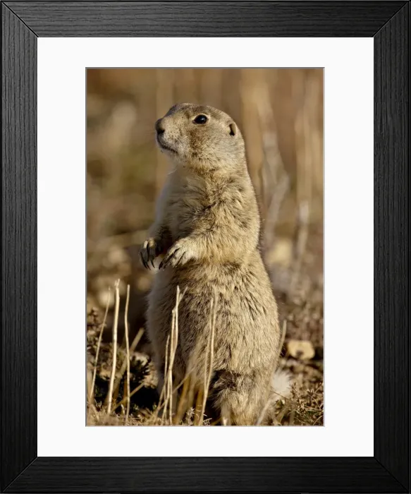Framed Print : Whitetail prairie dog (Cynomys luscurus), Arapaho National Wildlife Refuge Framed Print : Whitetail prairie dog (Cynomys luscurus), Arapaho National Wildlife Refuge