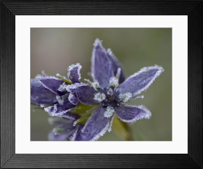 Framed Print : Star Gentian (Felwort) (Swertia perennis) with frost, Colorado State Forest State Park Framed Print : Star Gentian (Felwort) (Swertia perennis) with frost, Colorado State Forest State Park