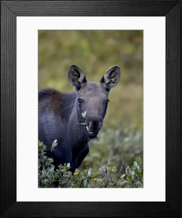 Framed Print : Moose (Alces alces) calf eating, Colorado State Forest State Park, Colorado Framed Print : Moose (Alces alces) calf eating, Colorado State Forest State Park, Colorado