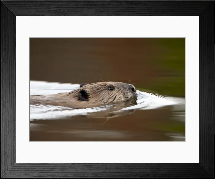 Framed Print : Beaver (Castor canadensis) swimming, Colorado State Forest State Park, Colorado Framed Print : Beaver (Castor canadensis) swimming, Colorado State Forest State Park, Colorado