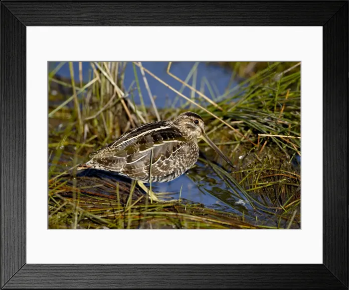 Framed Print : Common snipe (Gallinago gallinago), Arapaho National Wildlife Refuge, Colorado Framed Print : Common snipe (Gallinago gallinago), Arapaho National Wildlife Refuge, Colorado