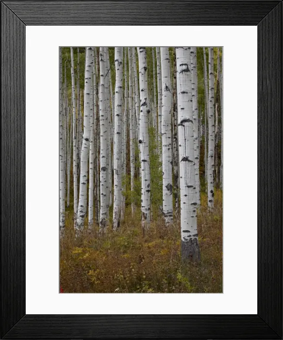 Framed Print : Aspen trunks in the fall, White River National Forest, Colorado, United States of America Framed Print : Aspen trunks in the fall, White River National Forest, Colorado, United States of America