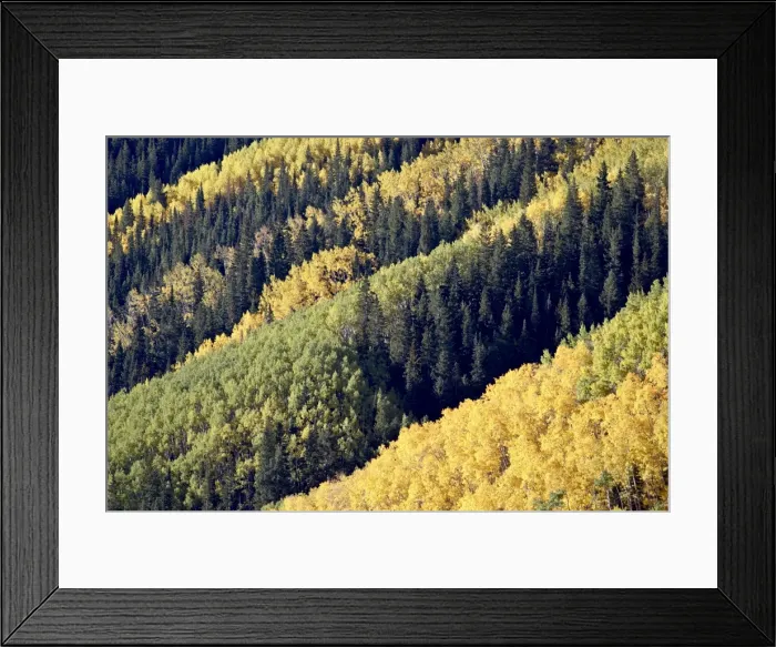 Framed Print : Layers of yellow aspen and evergreen in the fall, White River National Forest Framed Print : Layers of yellow aspen and evergreen in the fall, White River National Forest