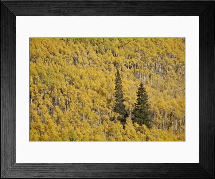 Framed Print : Two evergreen trees among yellow aspen trees in the fall, White River National Forest Framed Print : Two evergreen trees among yellow aspen trees in the fall, White River National Forest