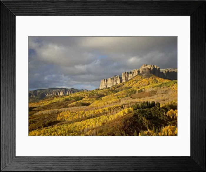 Framed Print : Yellow aspens, Uncompahgre National Forest, Colorado, United States of America Framed Print : Yellow aspens, Uncompahgre National Forest, Colorado, United States of America