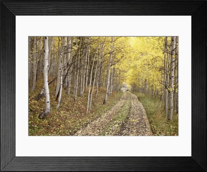 Framed Print : Lane through fall aspens, Ophir Pass, Uncompahgre National Forest, Colorado Framed Print : Lane through fall aspens, Ophir Pass, Uncompahgre National Forest, Colorado