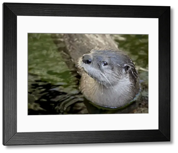 Framed Print : Captive river otter (Lutra canadensis) swimming, Arizona Sonora Desert Museum Framed Print : Captive river otter (Lutra canadensis) swimming, Arizona Sonora Desert Museum