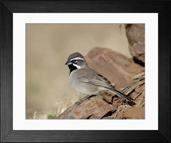 Framed Print : Black-throated sparrow (Amphispiza bilineata), Rockhound State Park, New Mexico Framed Print : Black-throated sparrow (Amphispiza bilineata), Rockhound State Park, New Mexico