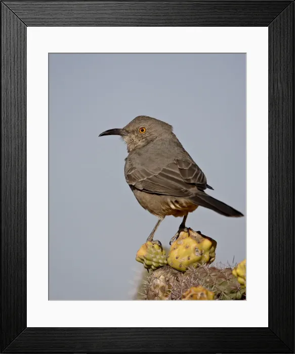 Framed Print : Curve-billed thrasher (Toxostoma curvirostre), Rockhound State Park, New Mexico Framed Print : Curve-billed thrasher (Toxostoma curvirostre), Rockhound State Park, New Mexico