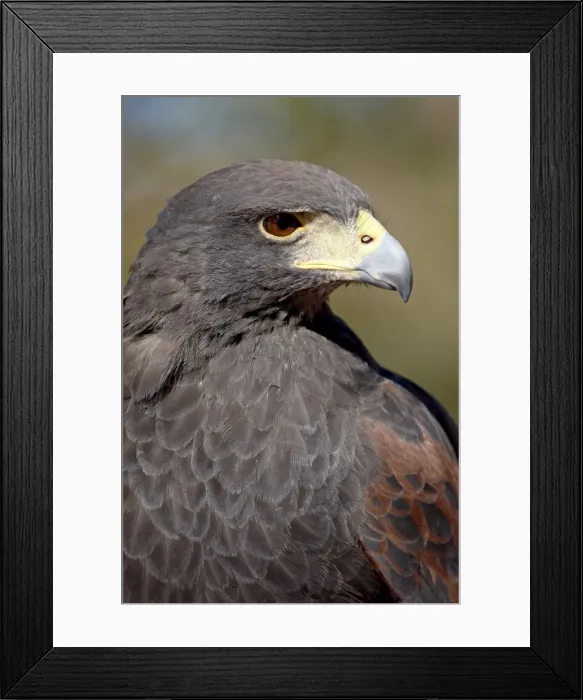 Framed Print : Harriss hawk (Parabuteo unicinctus) in captivity, Arizona Sonora Desert Museum Framed Print : Harriss hawk (Parabuteo unicinctus) in captivity, Arizona Sonora Desert Museum