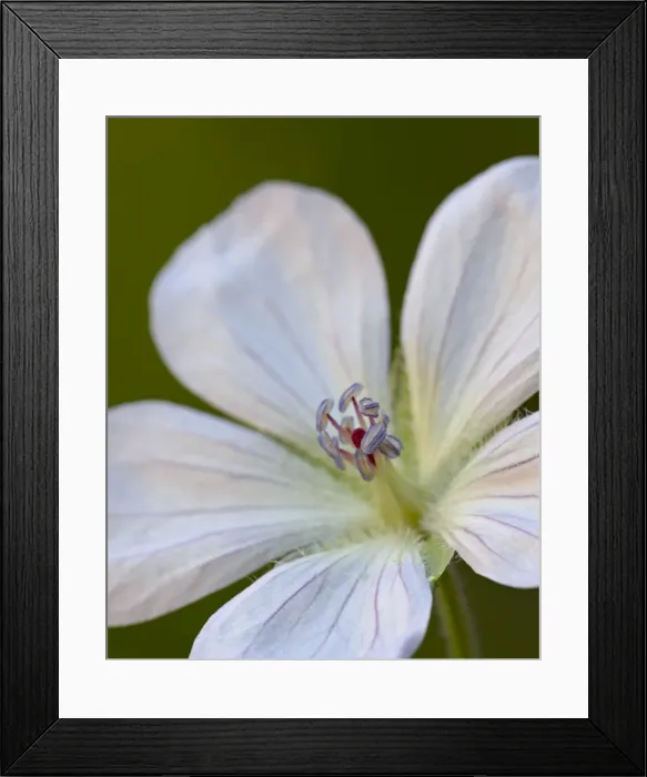 Framed Print : Richardsons Geranium (Geranium richardsonii), Gunnison National Forest Framed Print : Richardsons Geranium (Geranium richardsonii), Gunnison National Forest