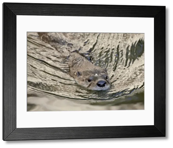 Framed Print : Captive river otter (Lutra canadensis) swimming, Arizona Sonora Desert Museum
