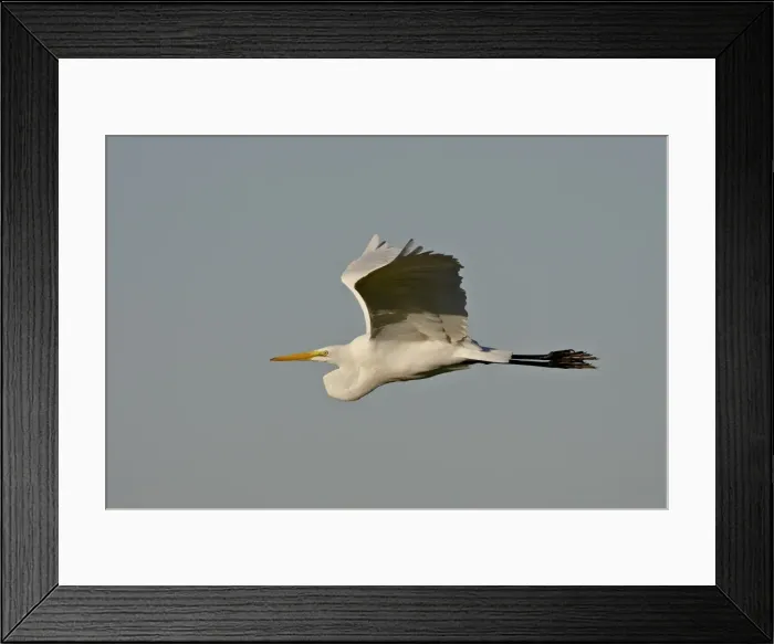 Framed Print : Great egret (Ardea alba) in flight, Sonny Bono Salton Sea National Wildlife Refuge Framed Print : Great egret (Ardea alba) in flight, Sonny Bono Salton Sea National Wildlife Refuge