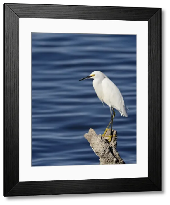 Framed Print : Snowy egret (Egretta thula), Sonny Bono Salton Sea National Wildlife Refuge Framed Print : Snowy egret (Egretta thula), Sonny Bono Salton Sea National Wildlife Refuge