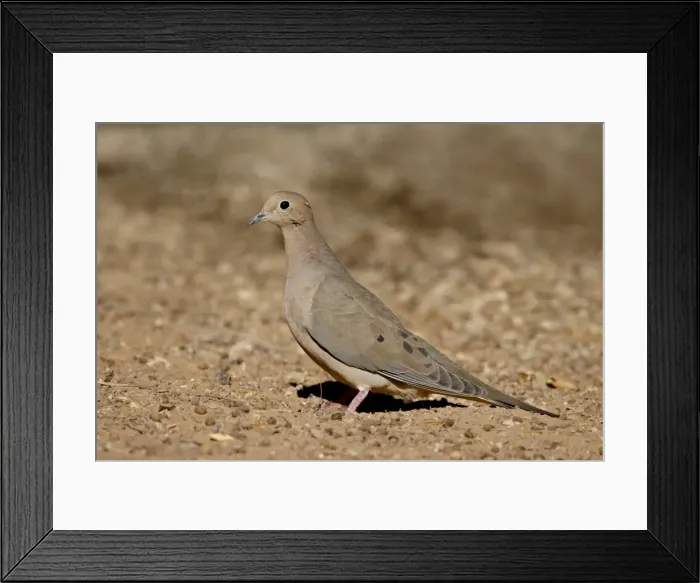 Framed Print : Mourning Dove (Zenaida macroura), Sonny Bono Salton Sea National Wildlife Refuge Framed Print : Mourning Dove (Zenaida macroura), Sonny Bono Salton Sea National Wildlife Refuge