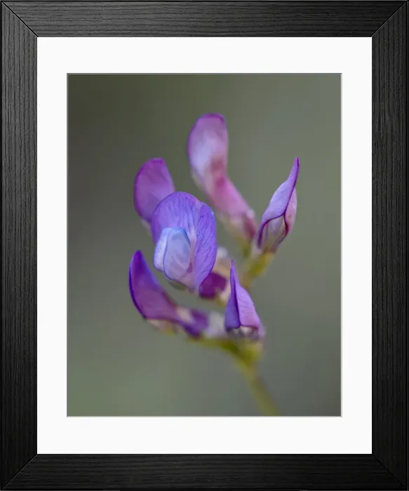 Framed Print : American Vetch (Vicia americana), Gunnison National Forest, Colorado, United States of America Framed Print : American Vetch (Vicia americana), Gunnison National Forest, Colorado, United States of America