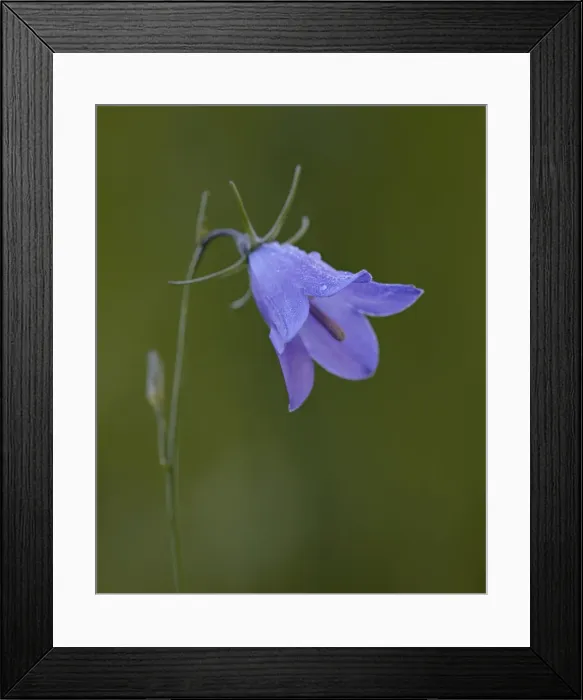 Framed Print : Mountain harebell (Campanula lasiocarpa), Gunnison National Forest, Colorado Framed Print : Mountain harebell (Campanula lasiocarpa), Gunnison National Forest, Colorado