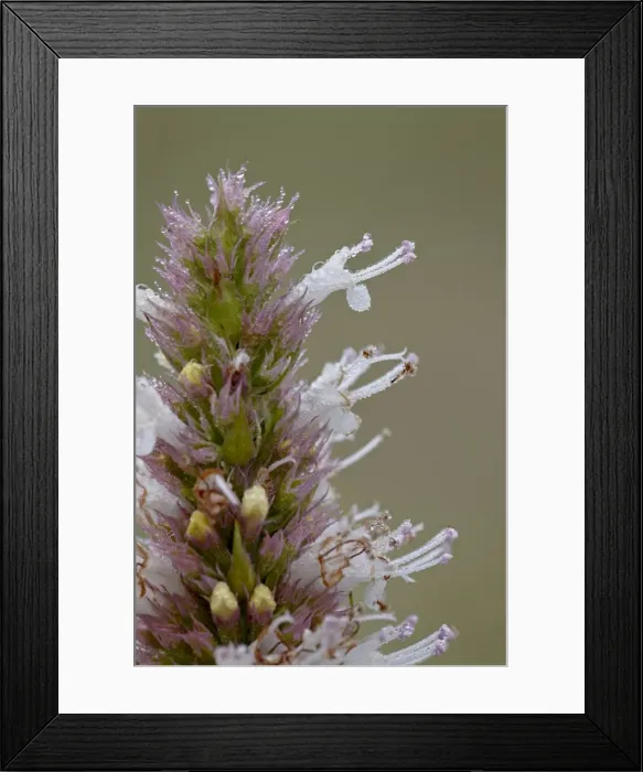 Framed Print : Nettleleaf horsemint (Agastache urticifolia) bloom with dew, Gunnison National Forest Framed Print : Nettleleaf horsemint (Agastache urticifolia) bloom with dew, Gunnison National Forest