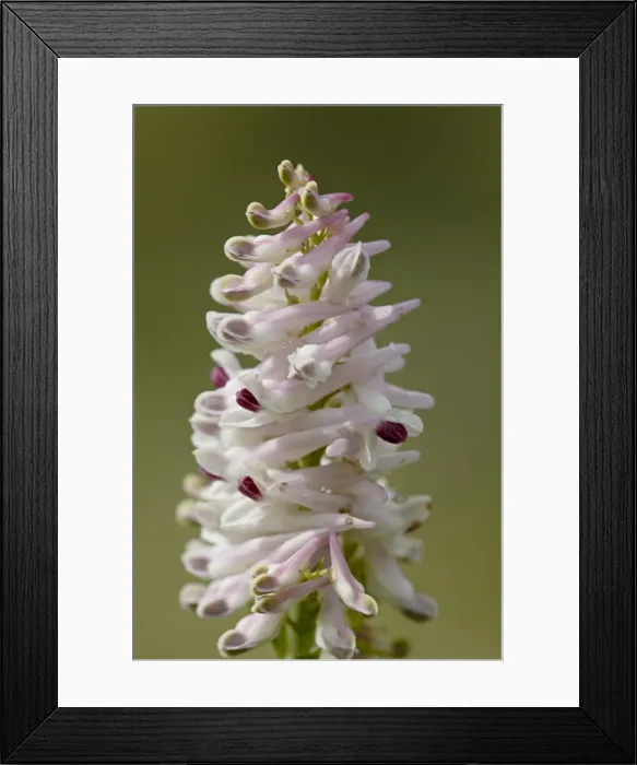 Framed Print : Cases fitweed (Corydalis caseana), Gunnison National Forest, Colorado Framed Print : Cases fitweed (Corydalis caseana), Gunnison National Forest, Colorado