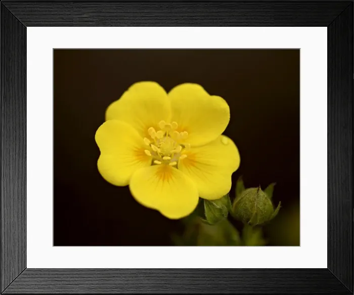 Framed Print : Redstem cinquefoil (Potentilla rubricaulis) bloom, Gunnison National Forest Framed Print : Redstem cinquefoil (Potentilla rubricaulis) bloom, Gunnison National Forest