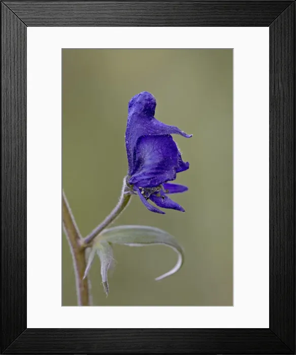 Framed Print : Western monkshood (aconite) (Aconitum columbianum), Gunnison National Forest Framed Print : Western monkshood (aconite) (Aconitum columbianum), Gunnison National Forest