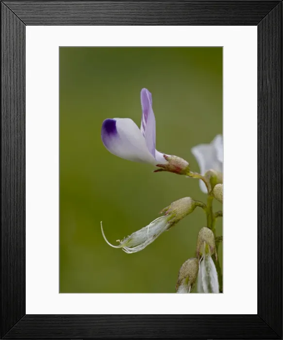 Framed Print : Alpine milkvetch (Astragalus alpinus), Gunnison National Forest, Colorado Framed Print : Alpine milkvetch (Astragalus alpinus), Gunnison National Forest, Colorado