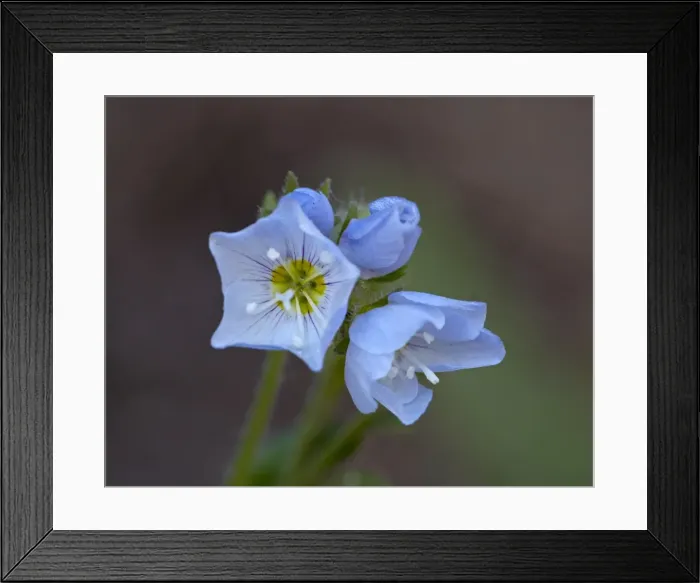Framed Print : Jacobs Ladder (Polemonium pulcherrimum), Gunnison National Forest Framed Print : Jacobs Ladder (Polemonium pulcherrimum), Gunnison National Forest