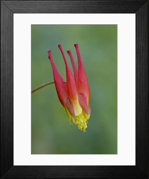 Framed Print : Rocky Mountain red columbine (Aquilegia elegantula), Gunnison National Forest Framed Print : Rocky Mountain red columbine (Aquilegia elegantula), Gunnison National Forest