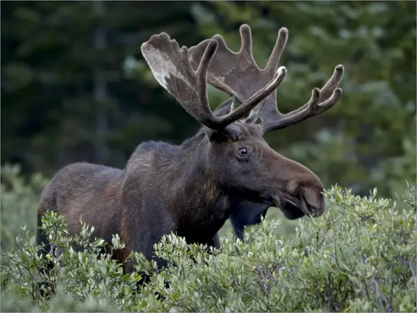 Bull moose (Alces alces) in velvet, Roosevelt National Forest, Colorado