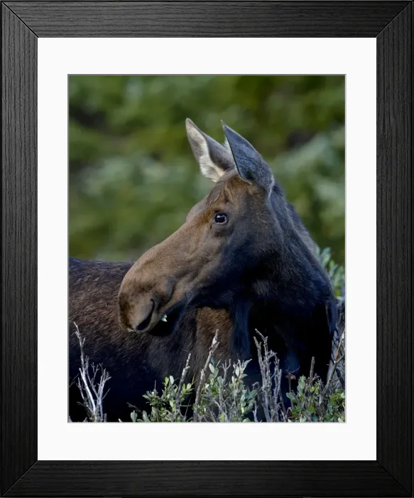 Framed Print : Cow moose (Alces alces), Roosevelt National Forest, Colorado, United States of America Framed Print : Cow moose (Alces alces), Roosevelt National Forest, Colorado, United States of America