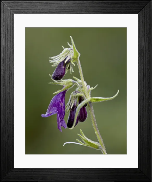 Framed Print : Whipples penstemon (Penstemon whippleanus), Gunnison National Forest Framed Print : Whipples penstemon (Penstemon whippleanus), Gunnison National Forest
