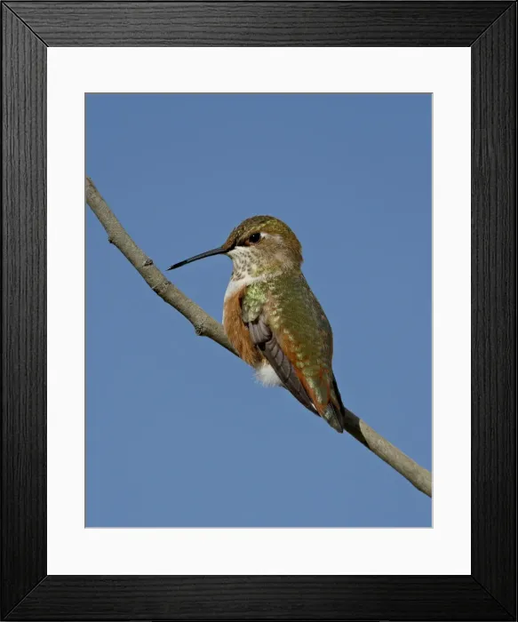 Framed Print : Female rufous hummingbird (Selasphorus rufus) perched, Routt National Forest Framed Print : Female rufous hummingbird (Selasphorus rufus) perched, Routt National Forest