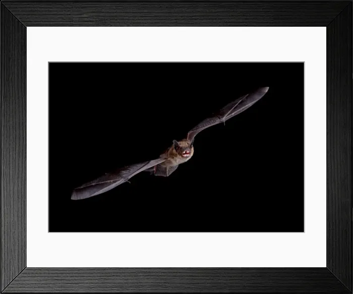 Framed Print : Big brown bat (Eptesicus fuscus) in flight, in captivity, Hidalgo County Framed Print : Big brown bat (Eptesicus fuscus) in flight, in captivity, Hidalgo County