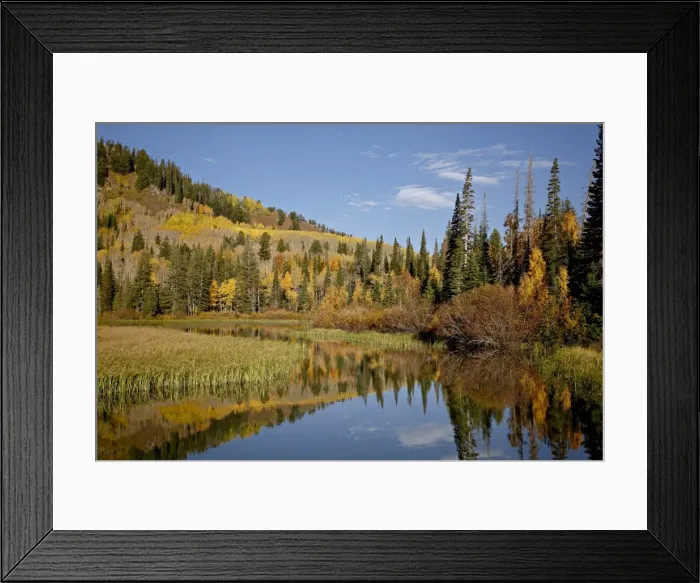 Framed Print : Yellow and orange aspens reflected in Sliver Lake in the fall, Wasatch-Cache National Forest Framed Print : Yellow and orange aspens reflected in Sliver Lake in the fall, Wasatch-Cache National Forest