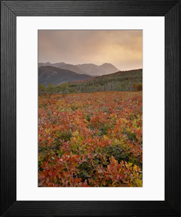 Framed Print : Sunset over red and orange oaks in the fall, Uinta National Forest, Utah Framed Print : Sunset over red and orange oaks in the fall, Uinta National Forest, Utah