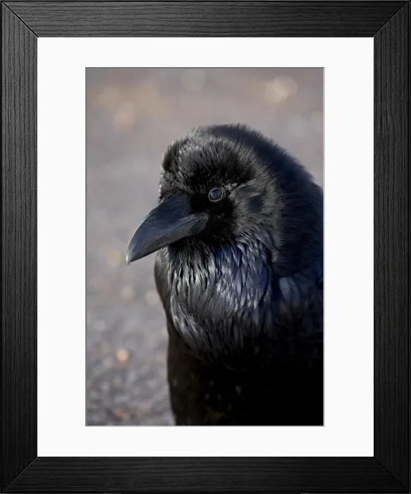 Framed Print : Common Raven (Corvus corax), Bryce Canyon National Park, Utah, United States of America Framed Print : Common Raven (Corvus corax), Bryce Canyon National Park, Utah, United States of America