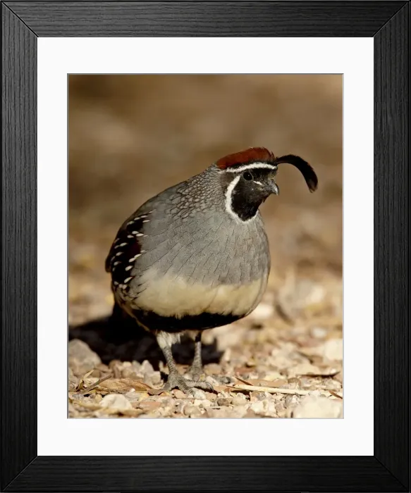 Framed Print : Male Gambels Quail (Callipepla gambelii), Henderson Bird Viewing Preserve