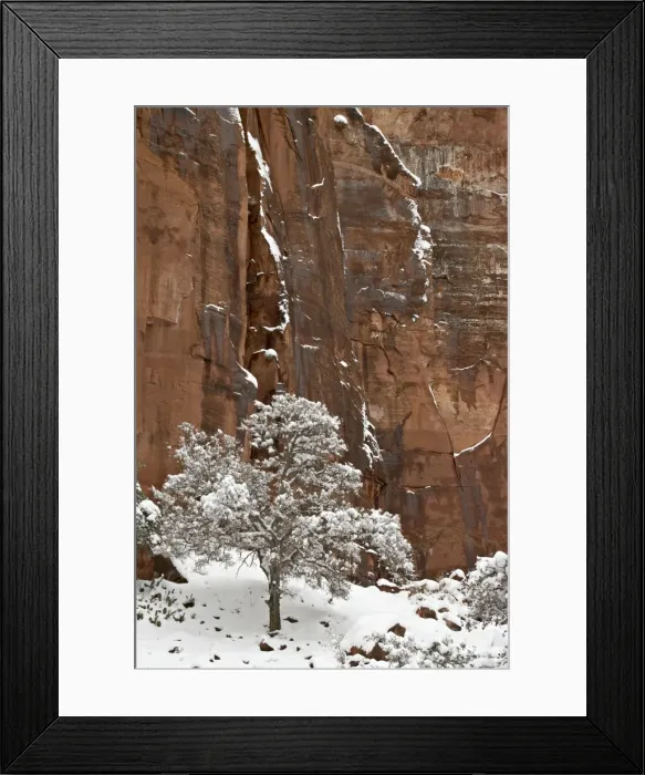 Framed Print : Fresh snow on a red rock cliff and tree, Zion National Park, Utah, United States of America Framed Print : Fresh snow on a red rock cliff and tree, Zion National Park, Utah, United States of America