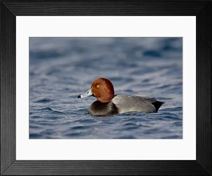 Framed Print : Male Redhead (Aythya americana) swimming, Veterans Park, Boulder City, Nevada