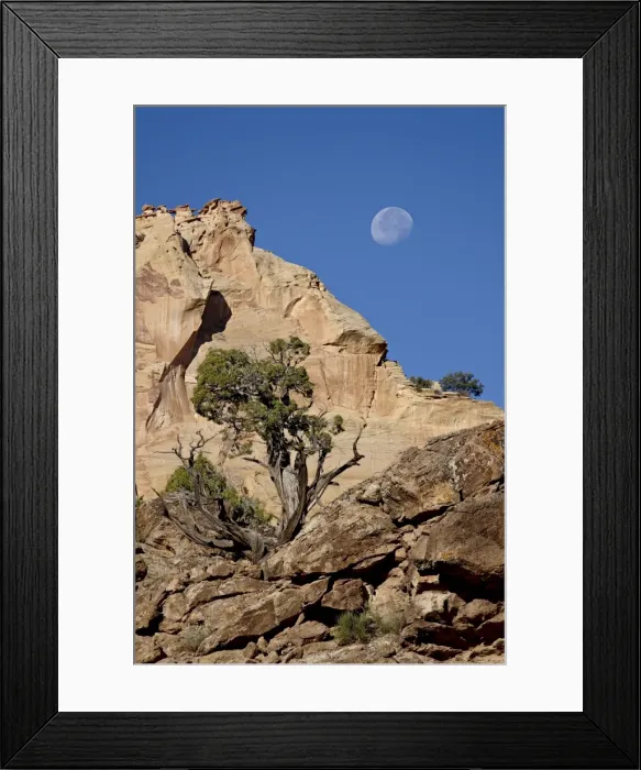 Framed Print : Moon over rock formations and juniper, Grand Staircase-Escalante National Monument Framed Print : Moon over rock formations and juniper, Grand Staircase-Escalante National Monument