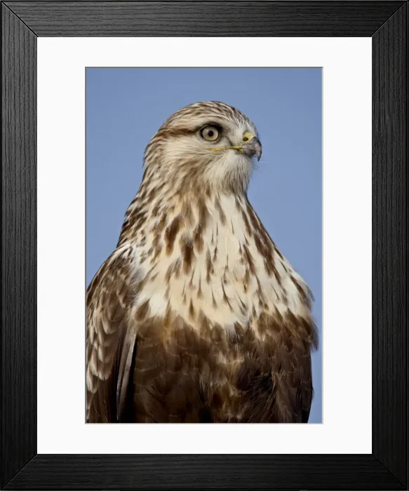 Framed Print : Rough-legged Hawk (Buteo lagopus), Antelope Island State Park, Utah, United States of America