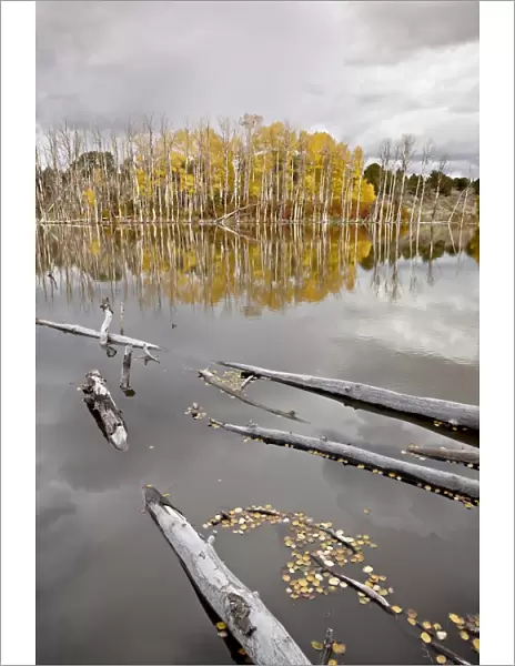 Yellow aspens reflected in a beaver pond in the fall, Fishlake National Forest
