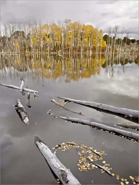 Yellow aspens reflected in a beaver pond in the fall, Fishlake National Forest