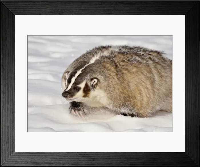 Framed Print : Badger (Taxidea taxus) in the snow, in captivity, near Bozeman, Montana Framed Print : Badger (Taxidea taxus) in the snow, in captivity, near Bozeman, Montana