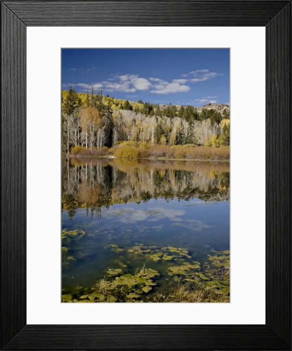 Framed Print : Yellow aspens reflected in Round Lake in the fall, Fishlake National Forest Framed Print : Yellow aspens reflected in Round Lake in the fall, Fishlake National Forest