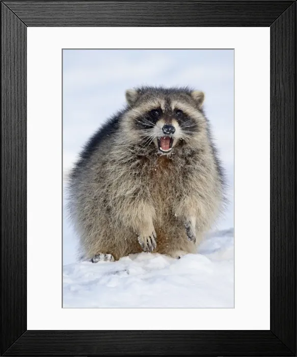 Framed Print : Raccoon (Procyon lotor) in the snow, in captivity, near Bozeman, Montana Framed Print : Raccoon (Procyon lotor) in the snow, in captivity, near Bozeman, Montana