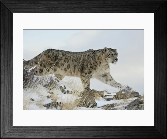 Framed Print : Snow Leopard (Uncia uncia), in captivity, near Bozeman, Montana, United States of America Framed Print : Snow Leopard (Uncia uncia), in captivity, near Bozeman, Montana, United States of America